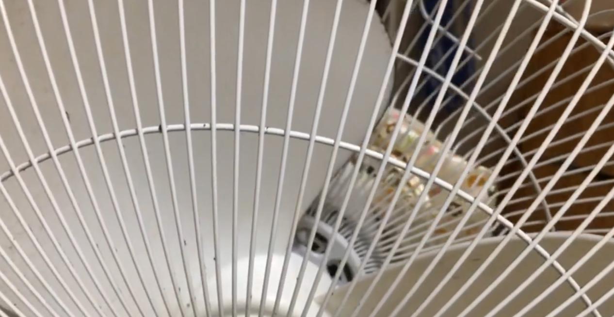 风扇上灰怎么清理,为什么电风扇的扇叶上容易积累灰