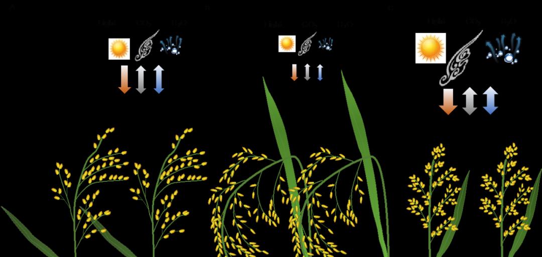 促进水稻氮素吸收利用的途径,促进水稻根系生长的措施