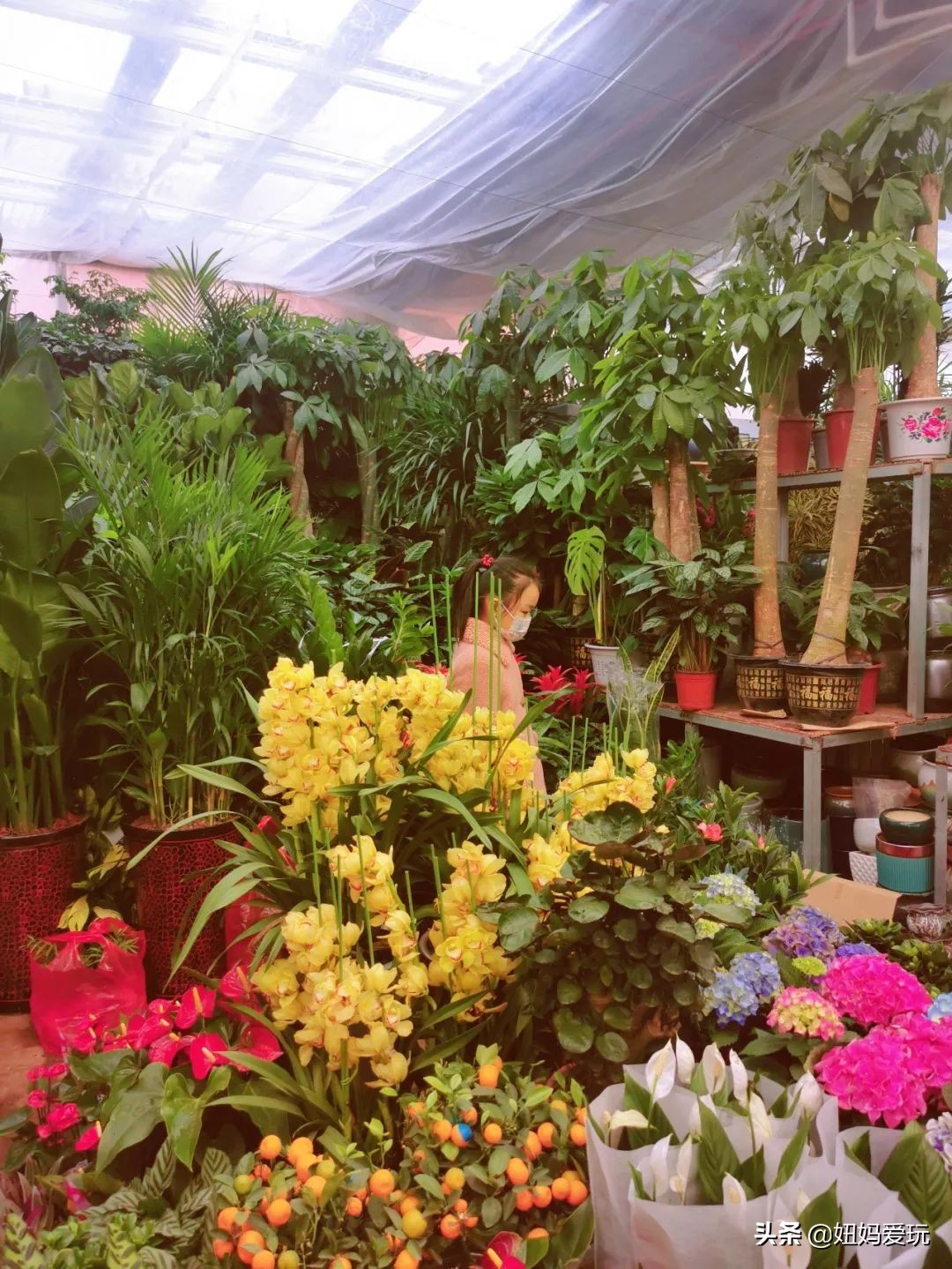 济南市市中区花鸟鱼虫市场在哪里,济南凤凰山花鸟鱼虫市场