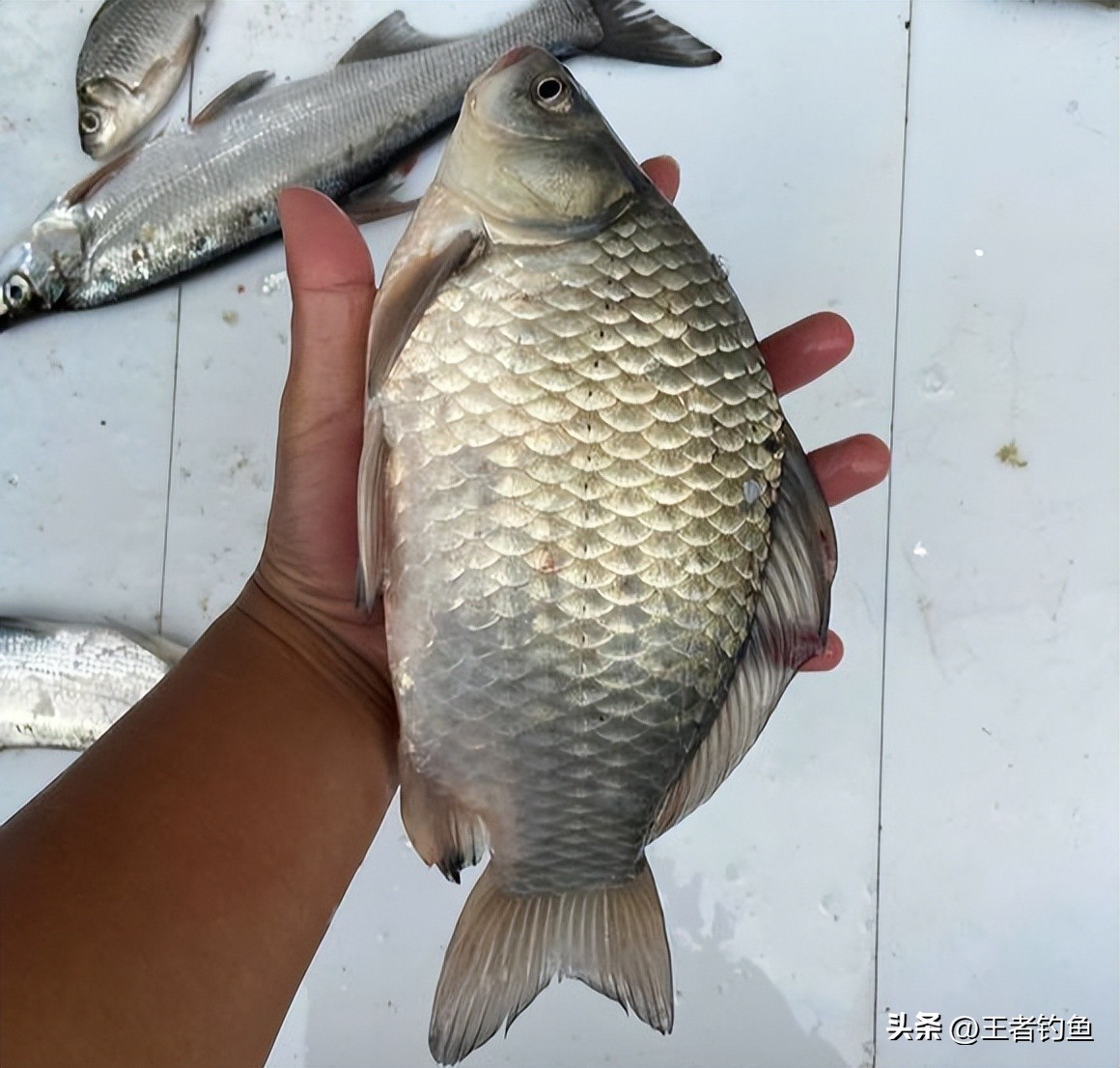 初学者钓鱼怎么中鱼,新手钓鱼什么方法上鱼快