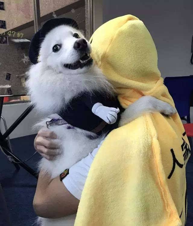 这些狗看上去高大威猛，实际上就是“胆小鬼”