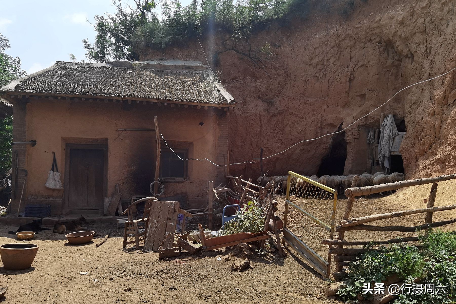 老人在山上养了两条狼狗,山里老人养的大狗