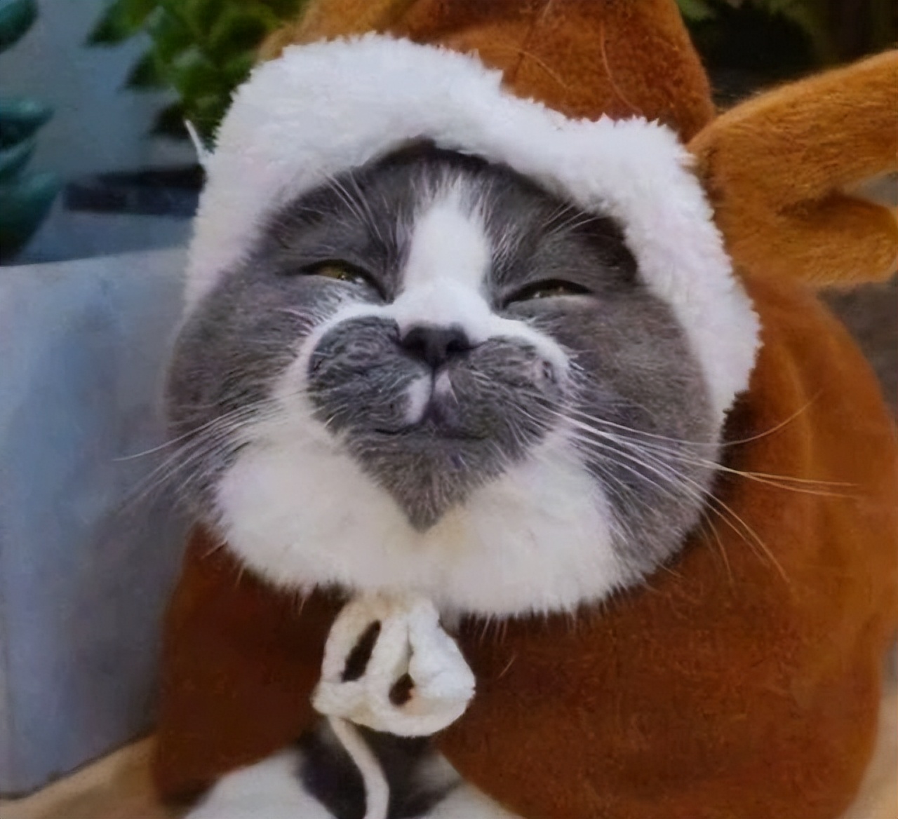 猫咪取名有多离谱,猫咪取名招来好运气