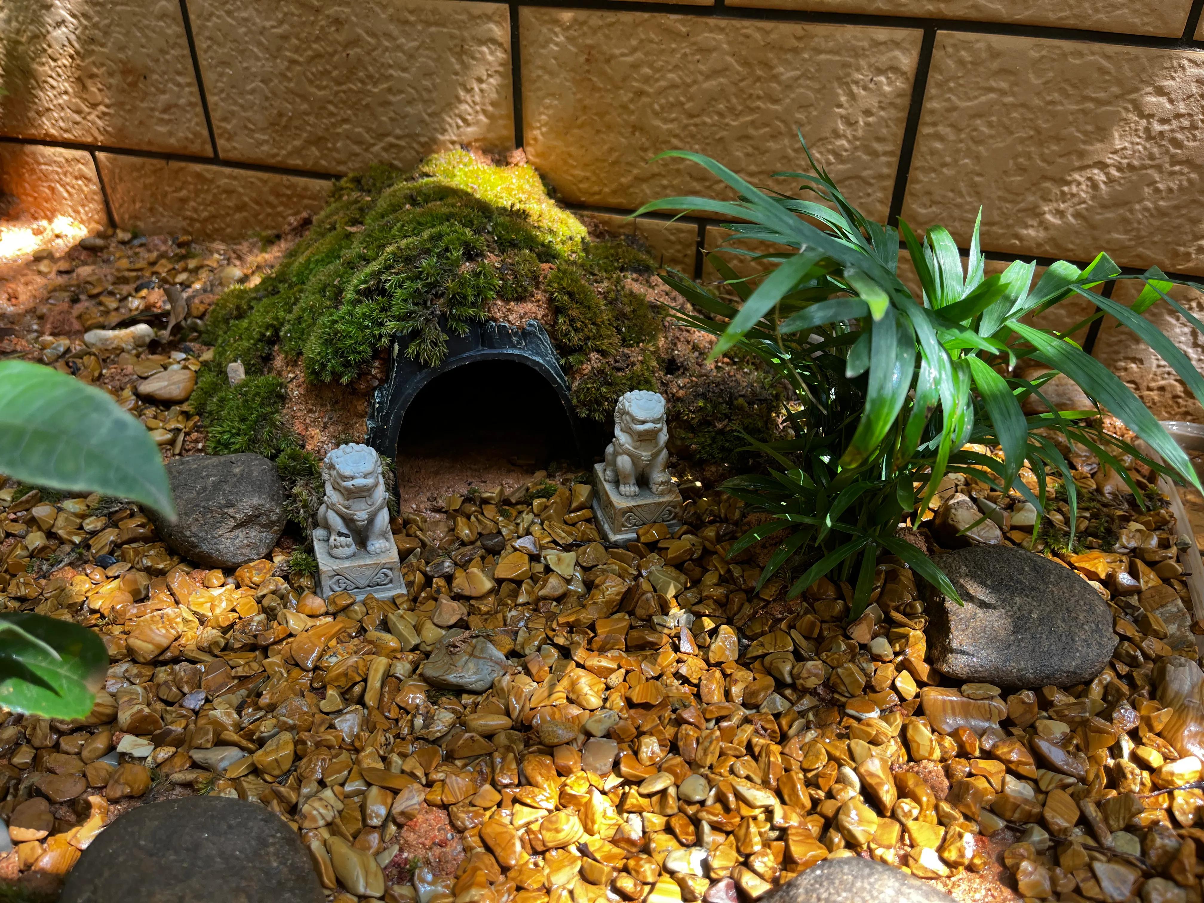 新龟到家刚开始一段时间怎么养,新龟到家喂食注意事项