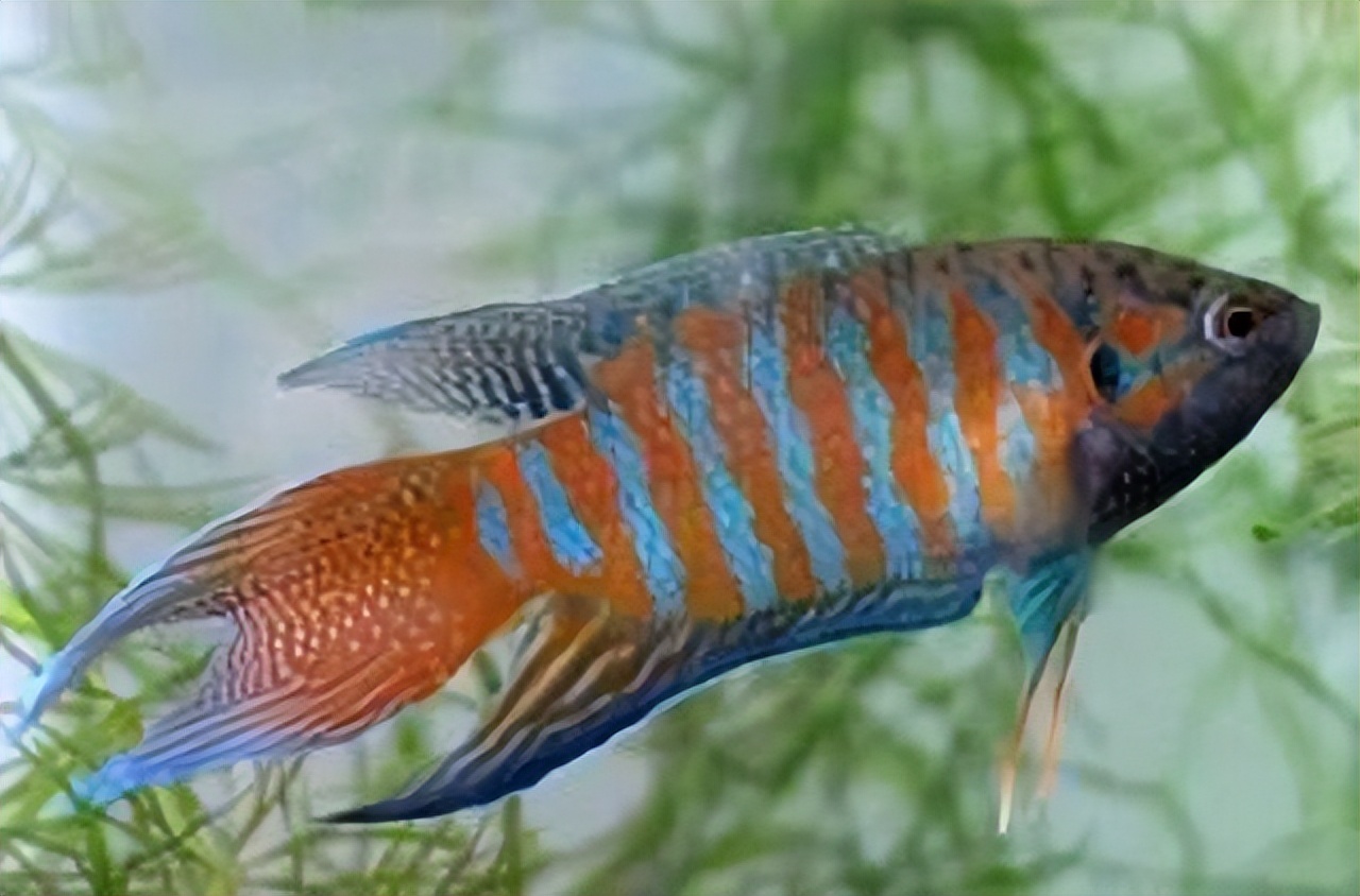 菩萨鱼曾经在农村经常见到，被当*鸡做**鸭零食，为啥现在很少见到？