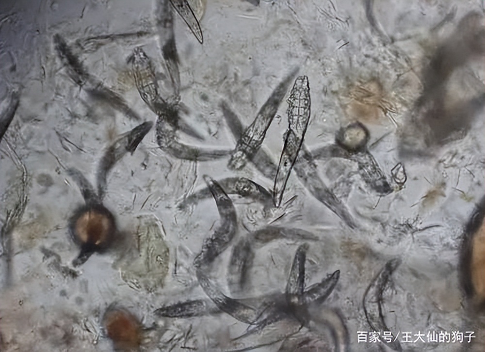 狗狗吐黄水拉肚子,狗狗拉肚子吐黄水怎么办