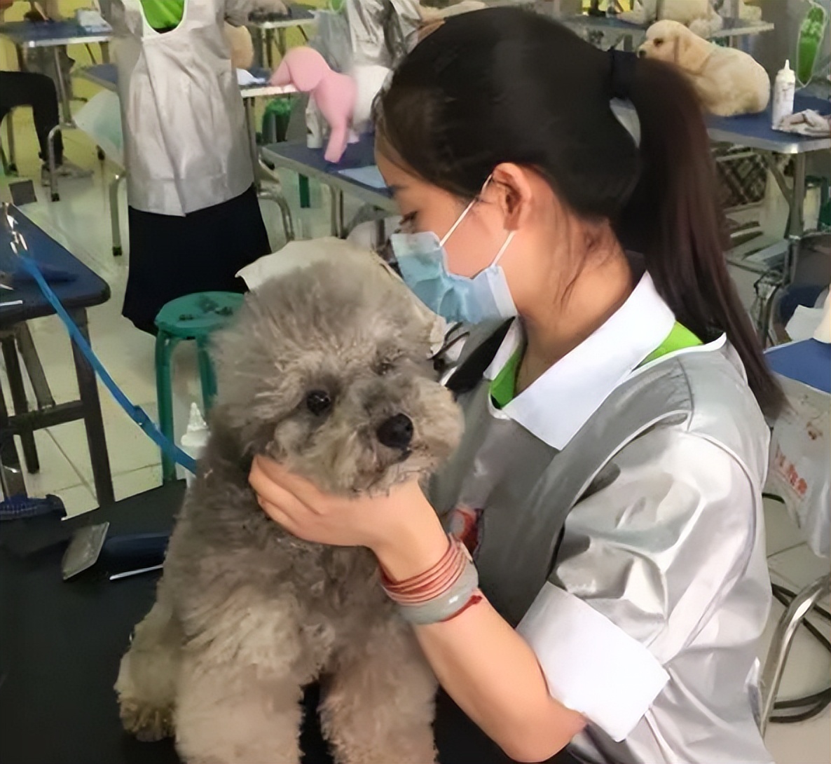 宠物美容加盟靠谱吗,宠物美容加盟排名前十名