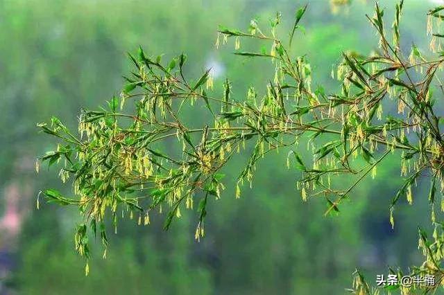 竹子开花马上搬家有这说法吗,竹子开花人要搬家有这种说法吗