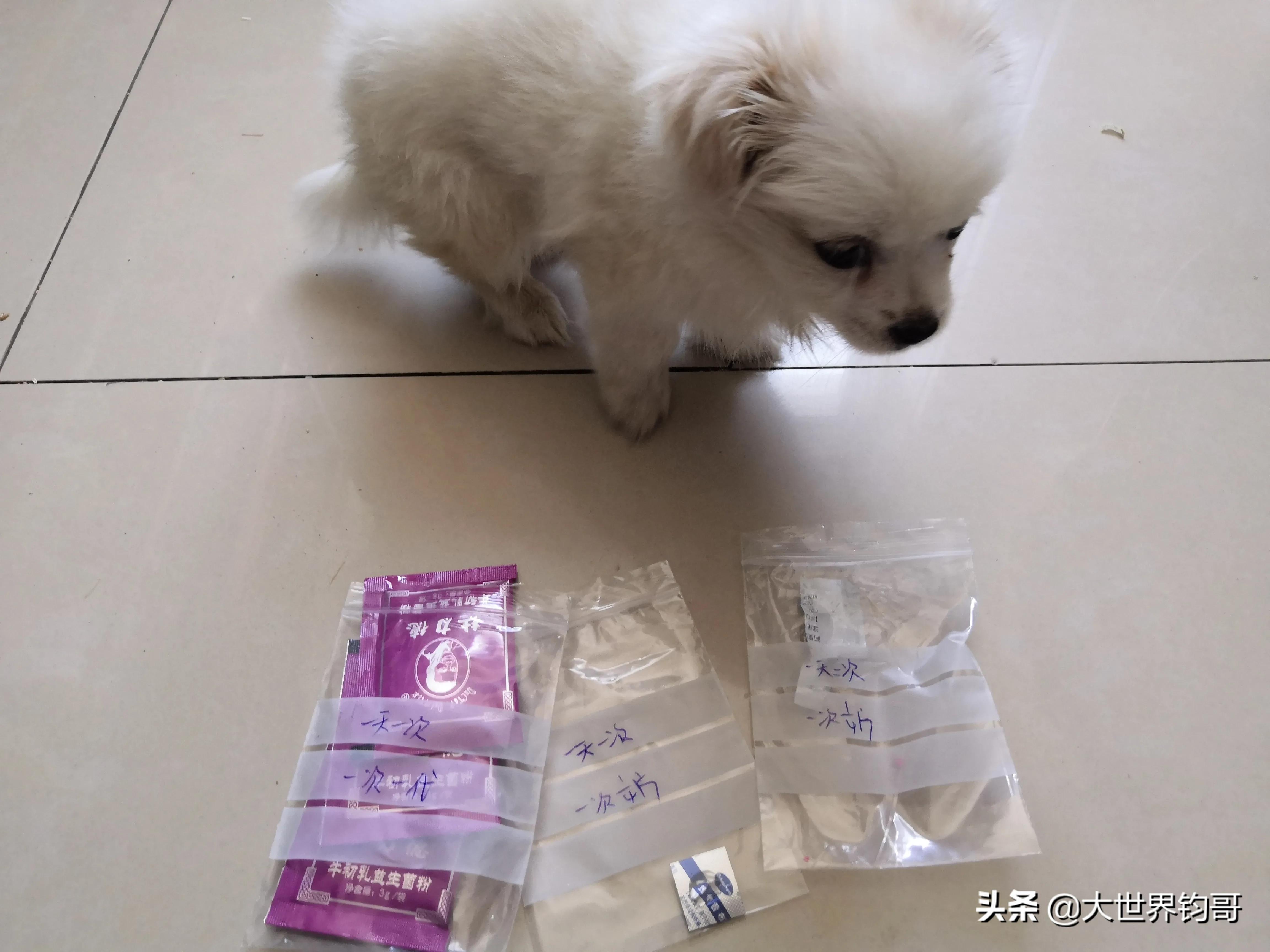 法斗幼犬得了细小治疗成功率多少,我家狗狗得了细小突然咬我一下