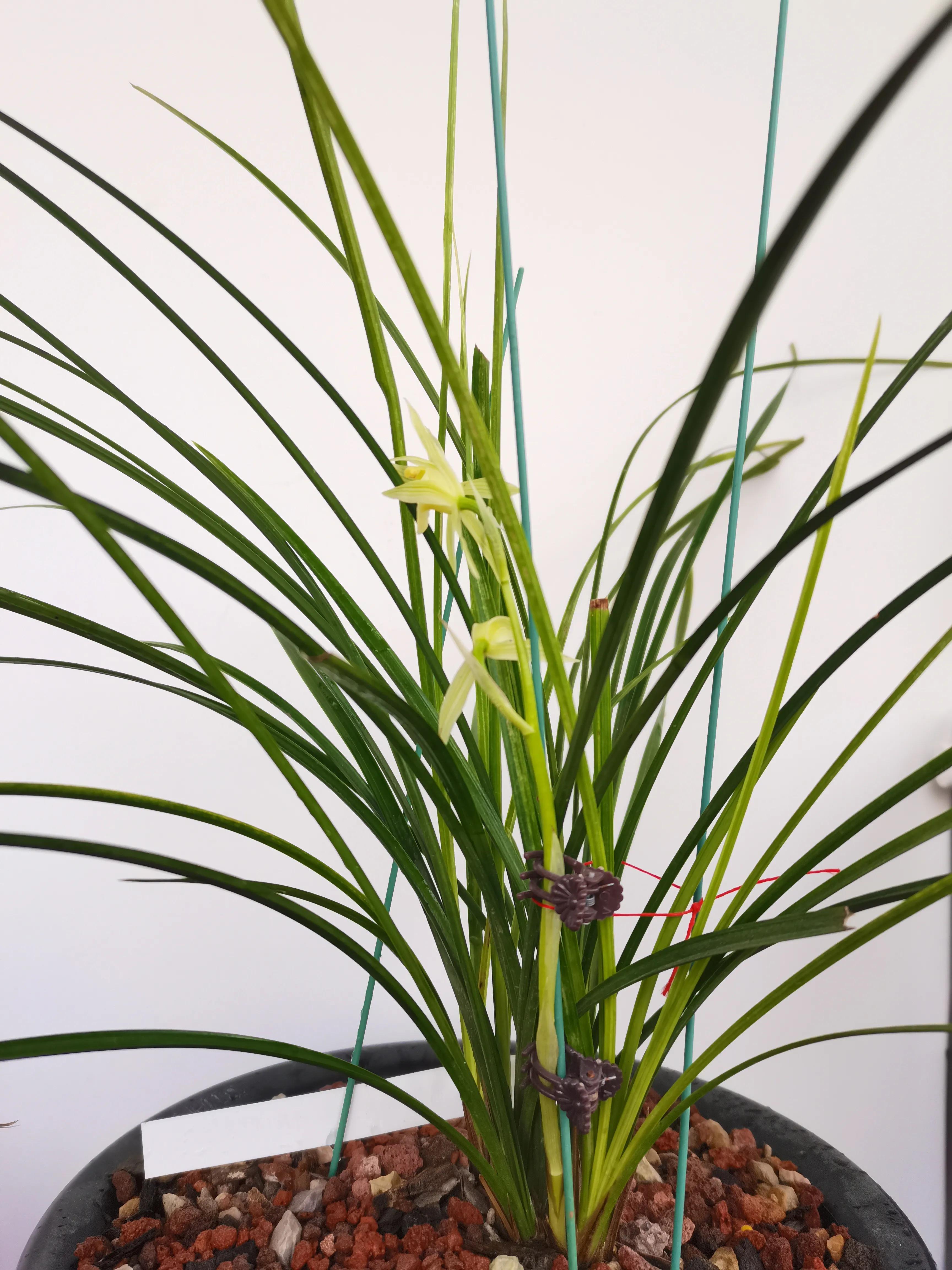 云南小雪素哪里的质量最好,云南兰花小雪素