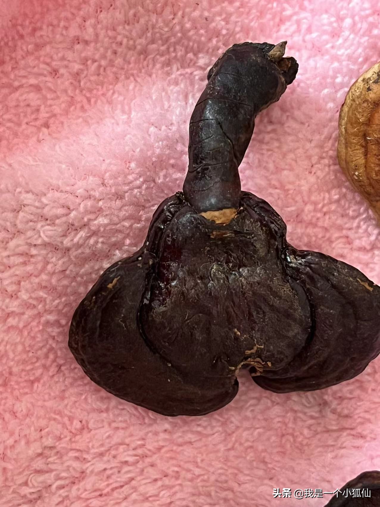 我在朝鲜买灵芝《那年，公司将我从非洲安哥拉调到了朝鲜之76》