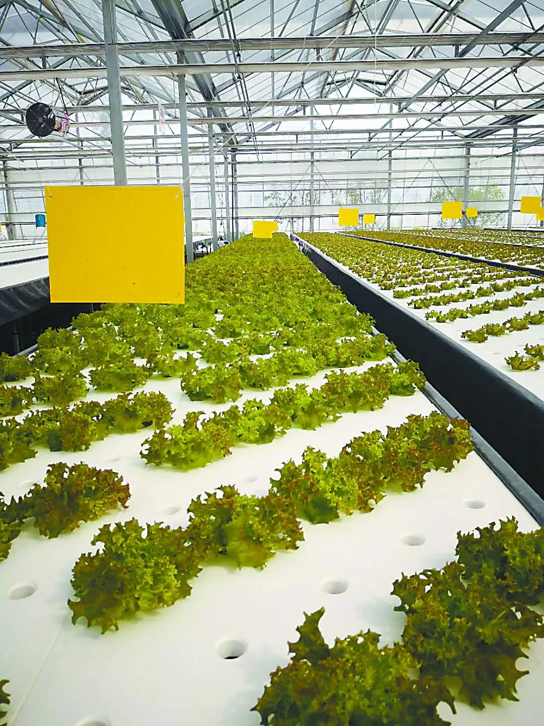 透视中日荷三国“植物工厂”案例，植物工厂的下一站又是什么