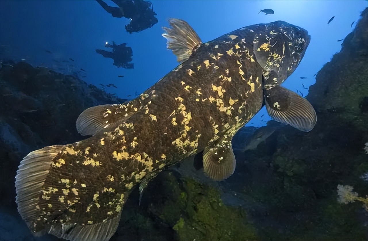 大连渔业发展,大连有多少种鱼类