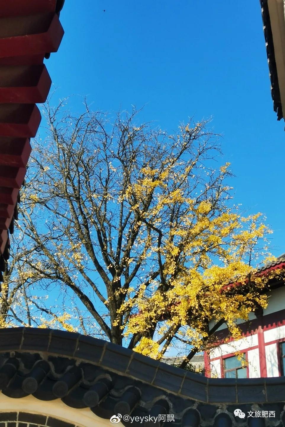 原来，在社交平台中，肥西的真实风景是这样的