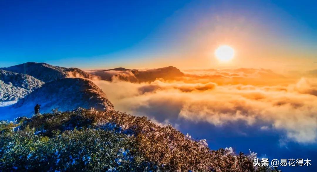 十大野生名贵兰花虎头兰,名贵兰花常见品种介绍图片