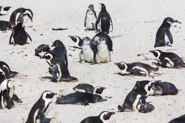 北极的企鹅是不是被北极熊吃光了,北极大企鹅有没有灭绝