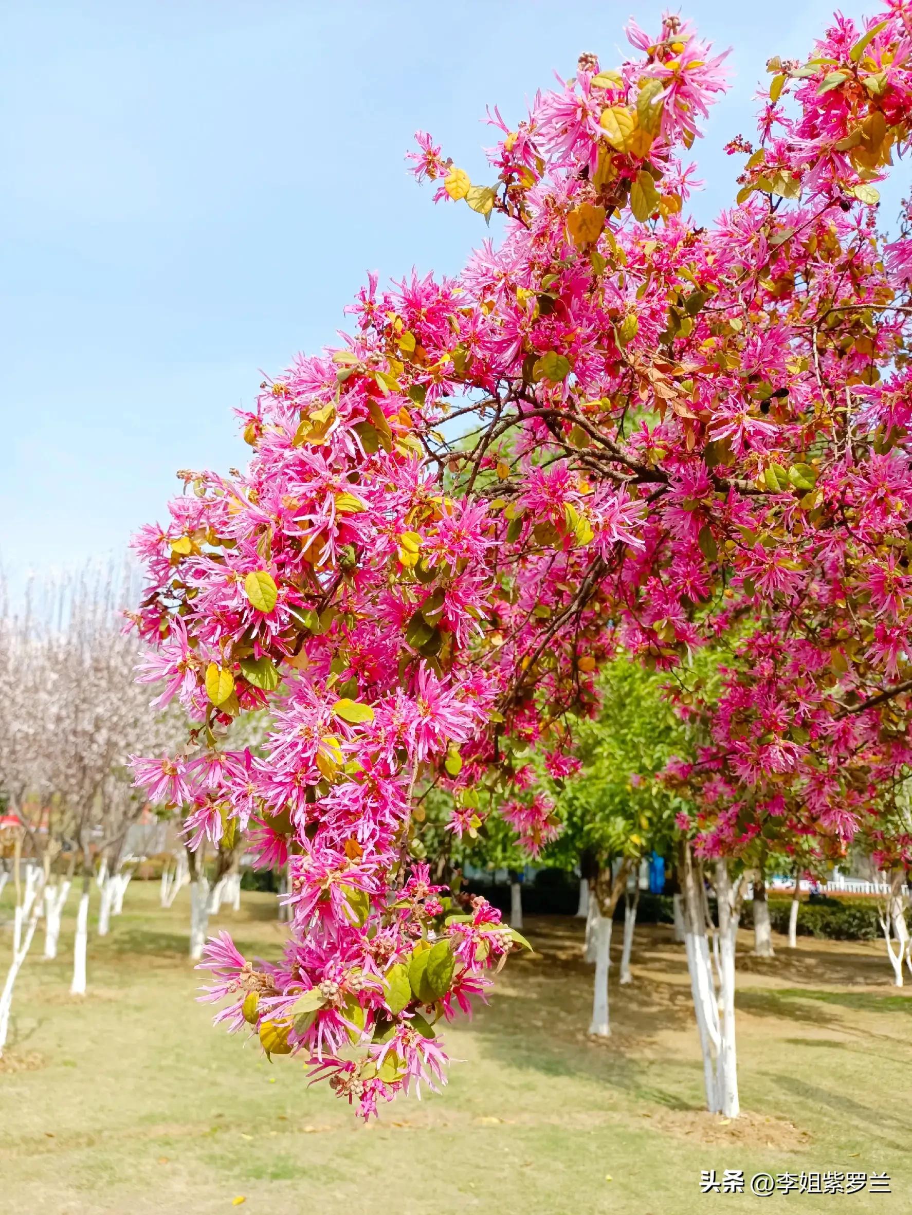 红花檵木和红花继木是一个品种吗,红花檵木和白花檵木