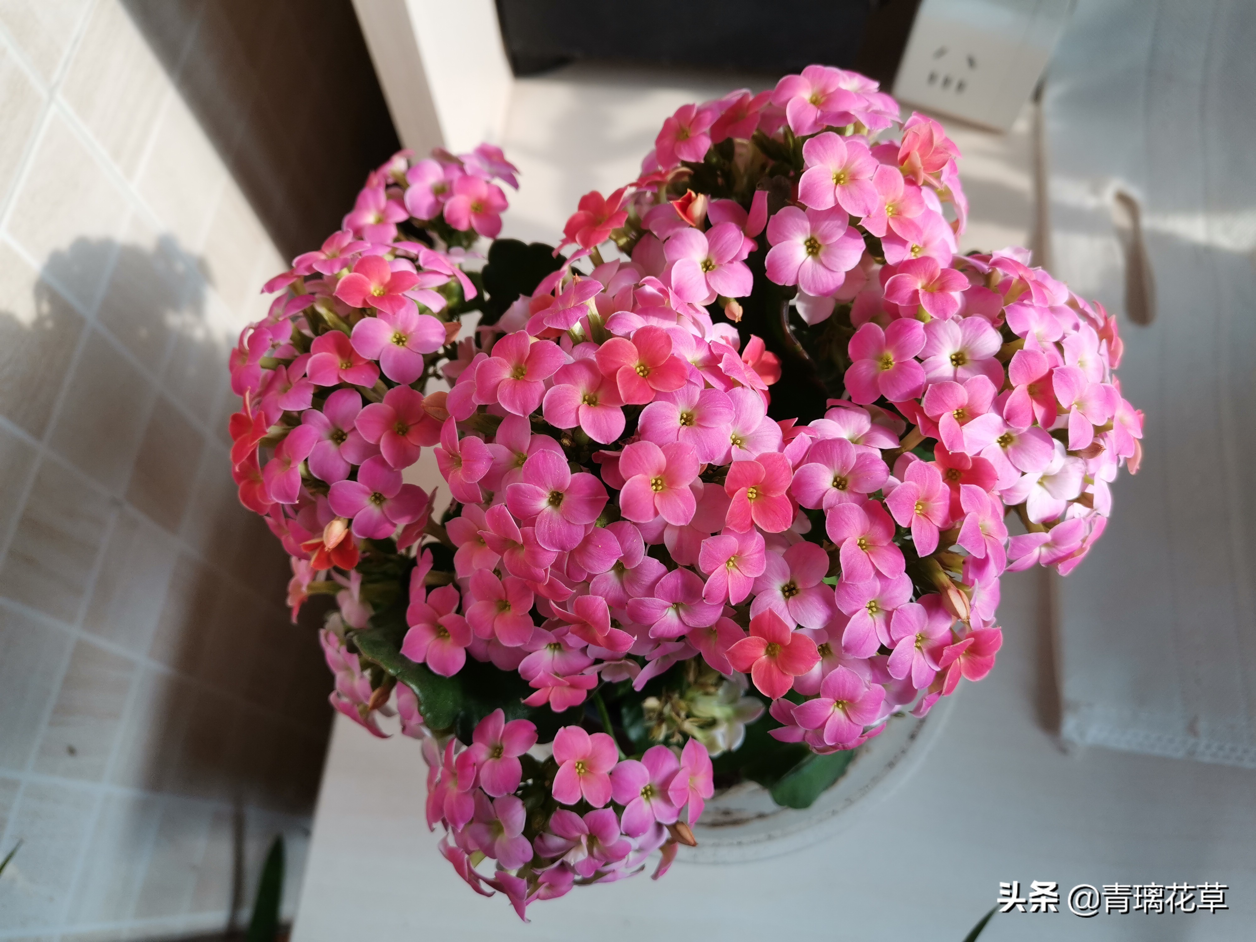 骗人花,四种坑人花