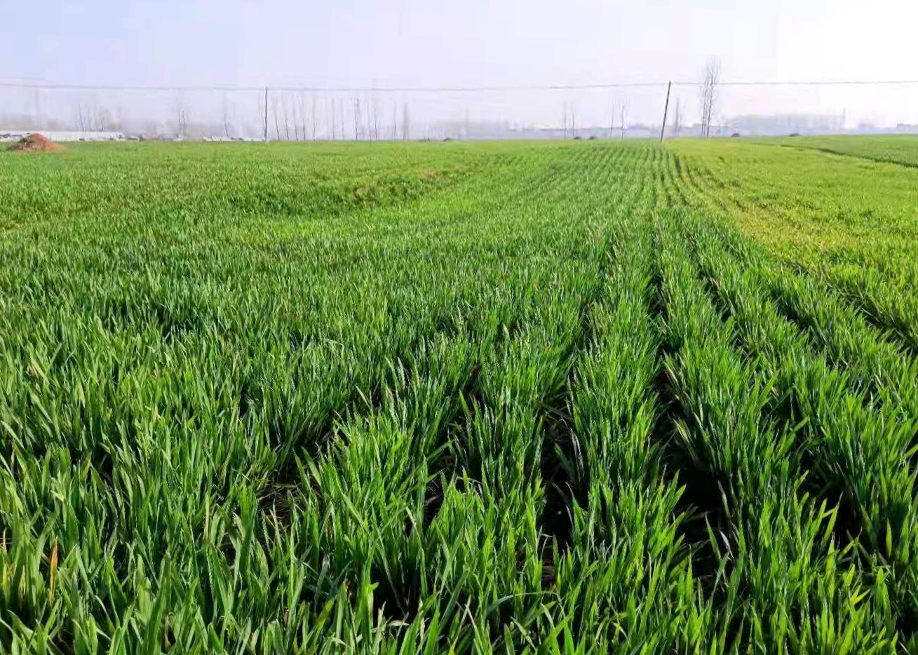 大寒不寒倒春寒有什么预兆,大寒不冷倒春寒有道理吗