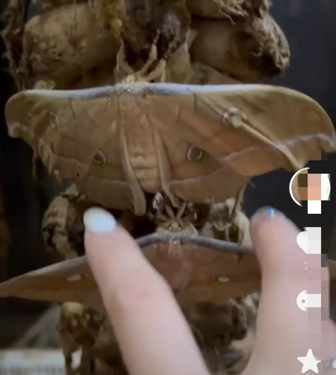 东北蚕蛾有没有营养,东北为什么没有蚕蛾