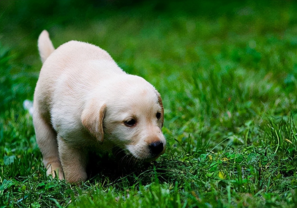 狗狗常识在线咨询,狗狗尿血是怎么回事用什么药治疗