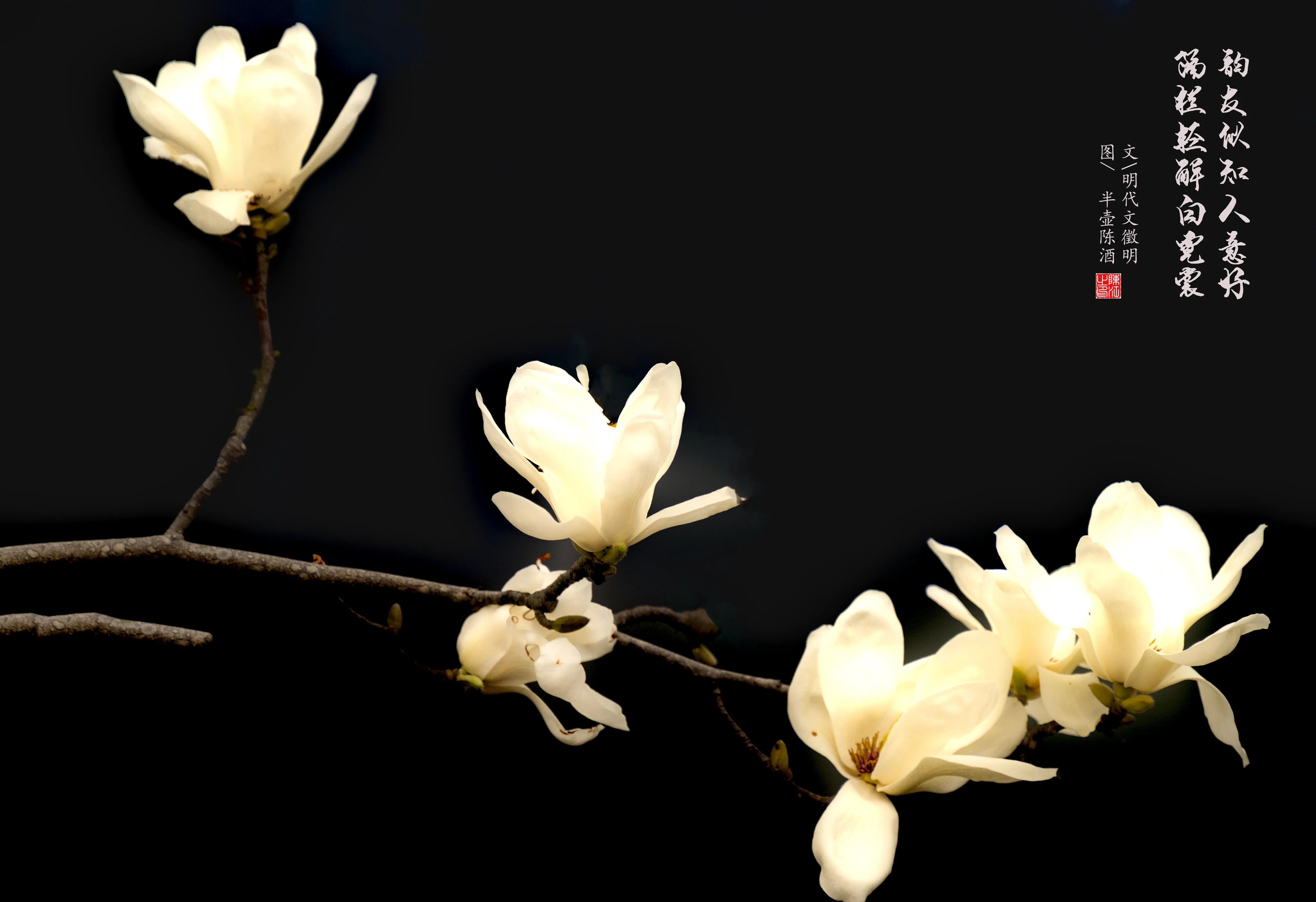 摄影棚拍白底图片,高端白底图拍摄