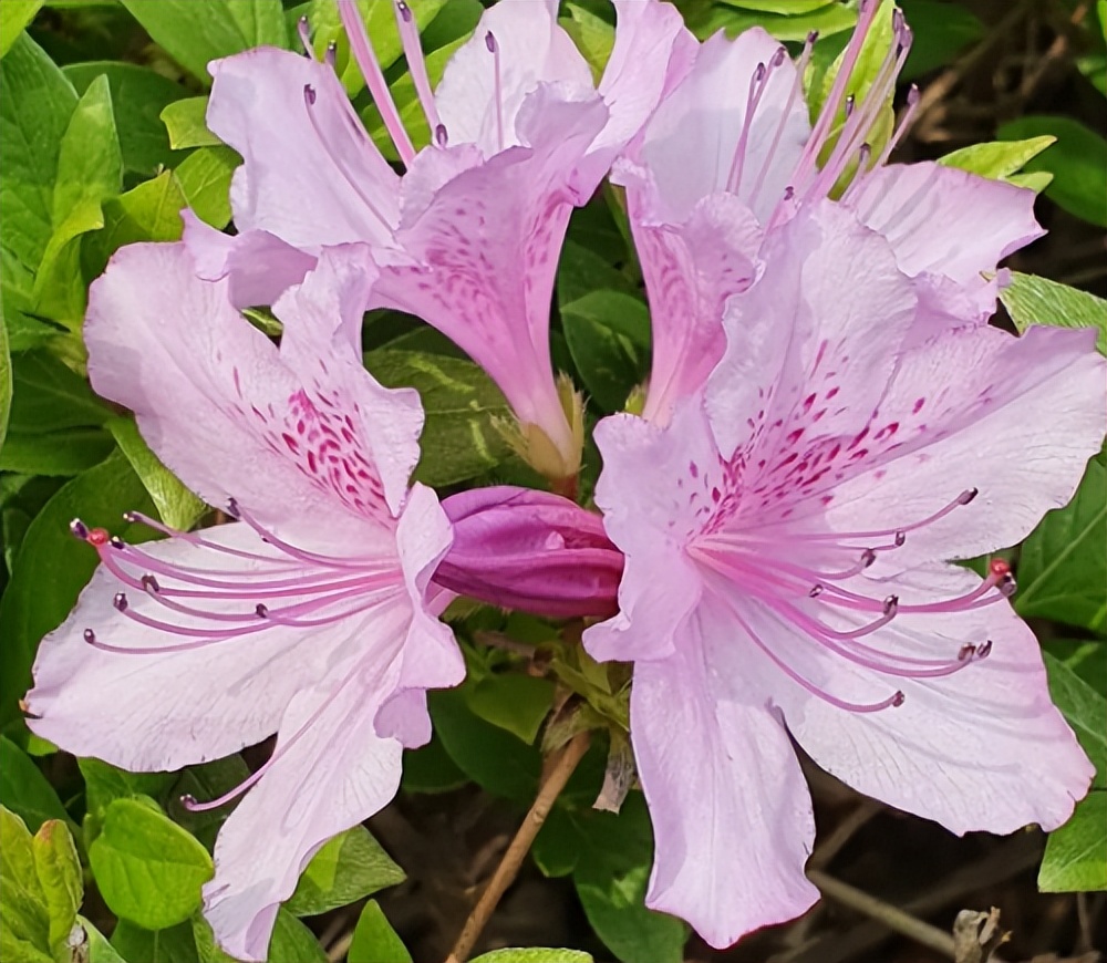 春分至燕归来下一句,春分至燕归来正是人间好时光