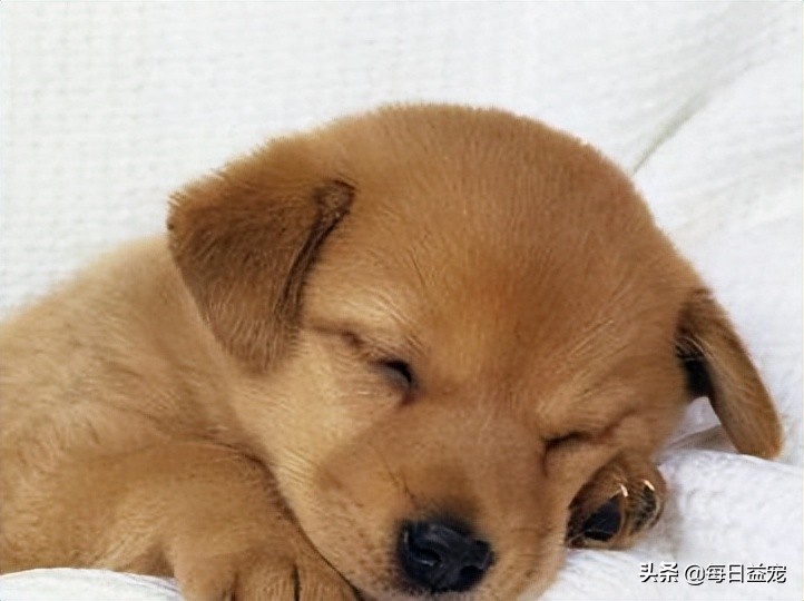 狗狗发烧怎么治疗最快最有效,狗狗发烧后腿站不起来是怎么回事