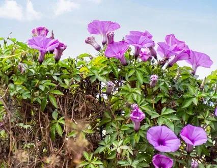 朝开夕闭一一快乐的牵牛花（散文）