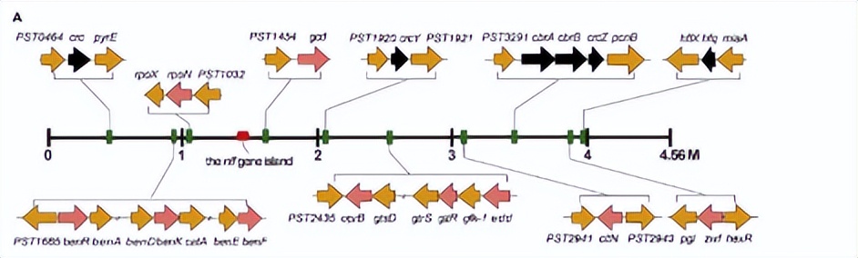 绿脓杆菌如何培养,绿脓杆菌做什么项目培养