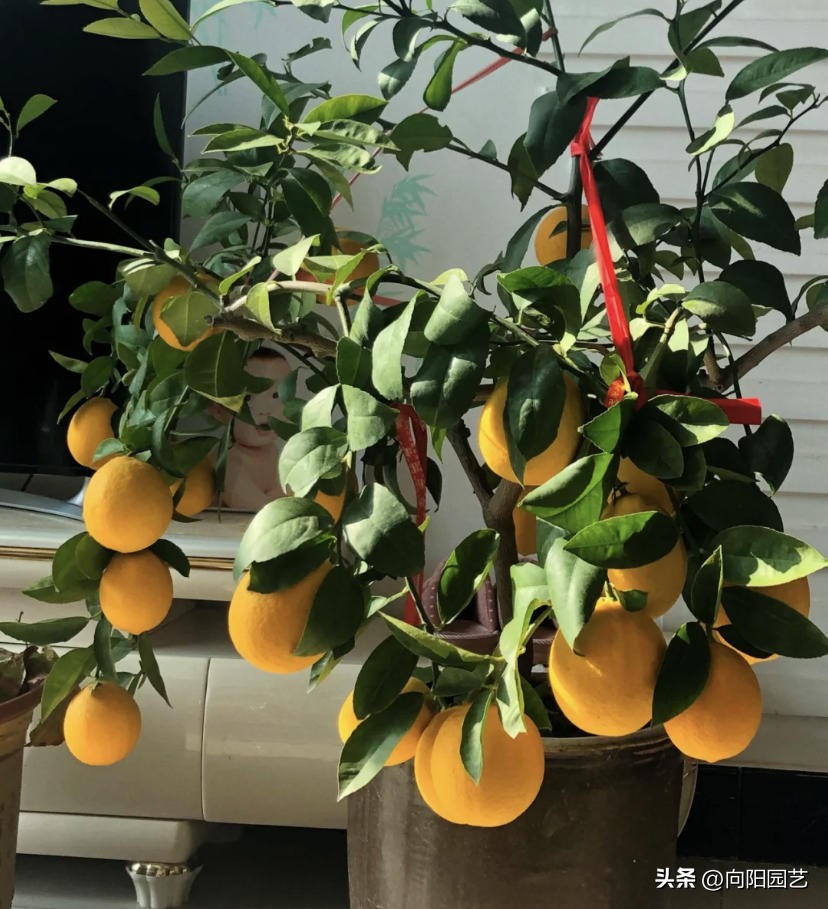 家里苹果果树盆栽,30块买的苹果盆栽