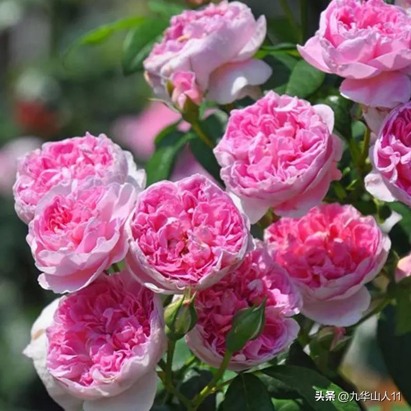 大花胖美人月季有几个品种,适合阳台养的大花月季品种