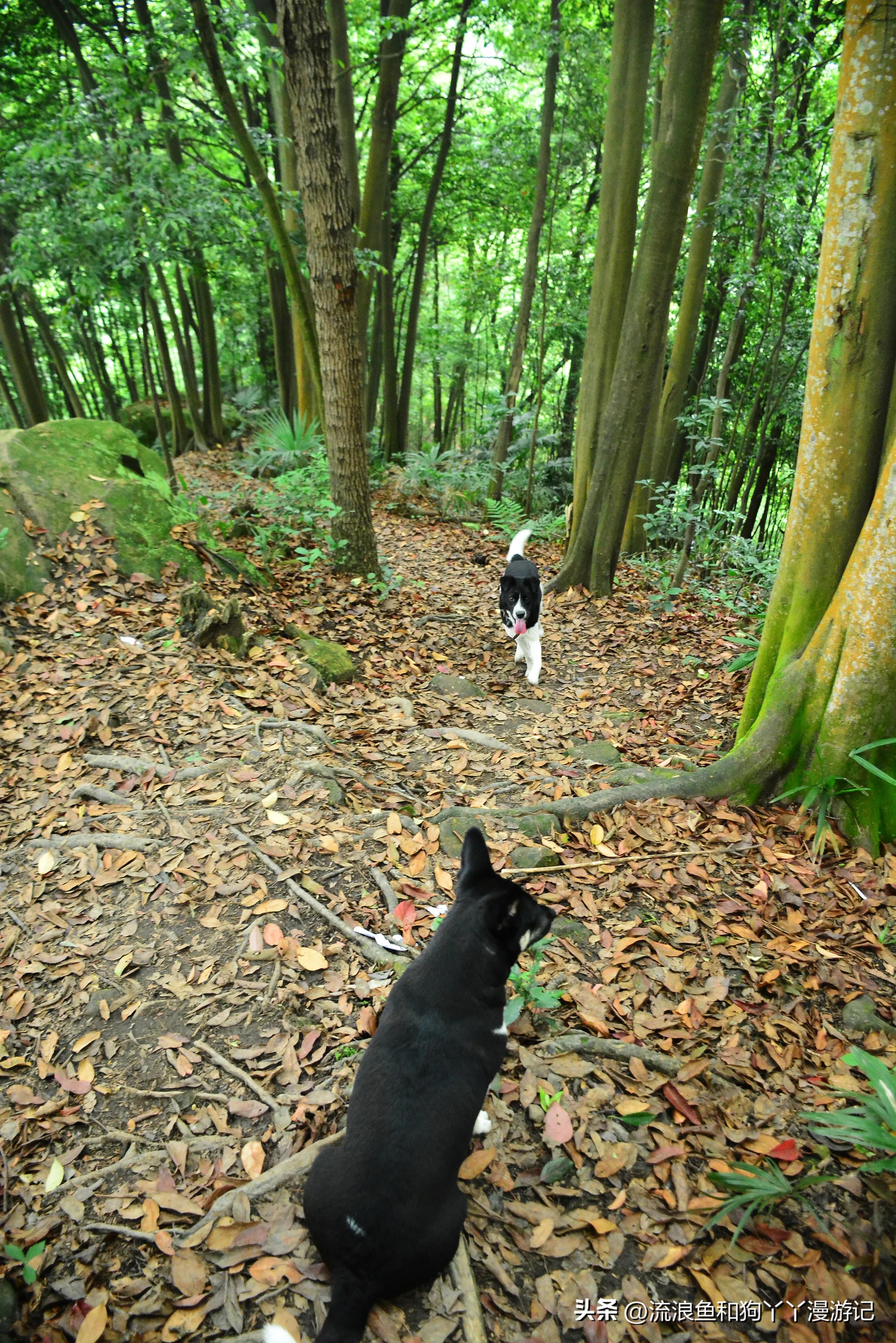 四月份成都近郊一日游好去处,2022成都近郊看雪一日游最佳去处