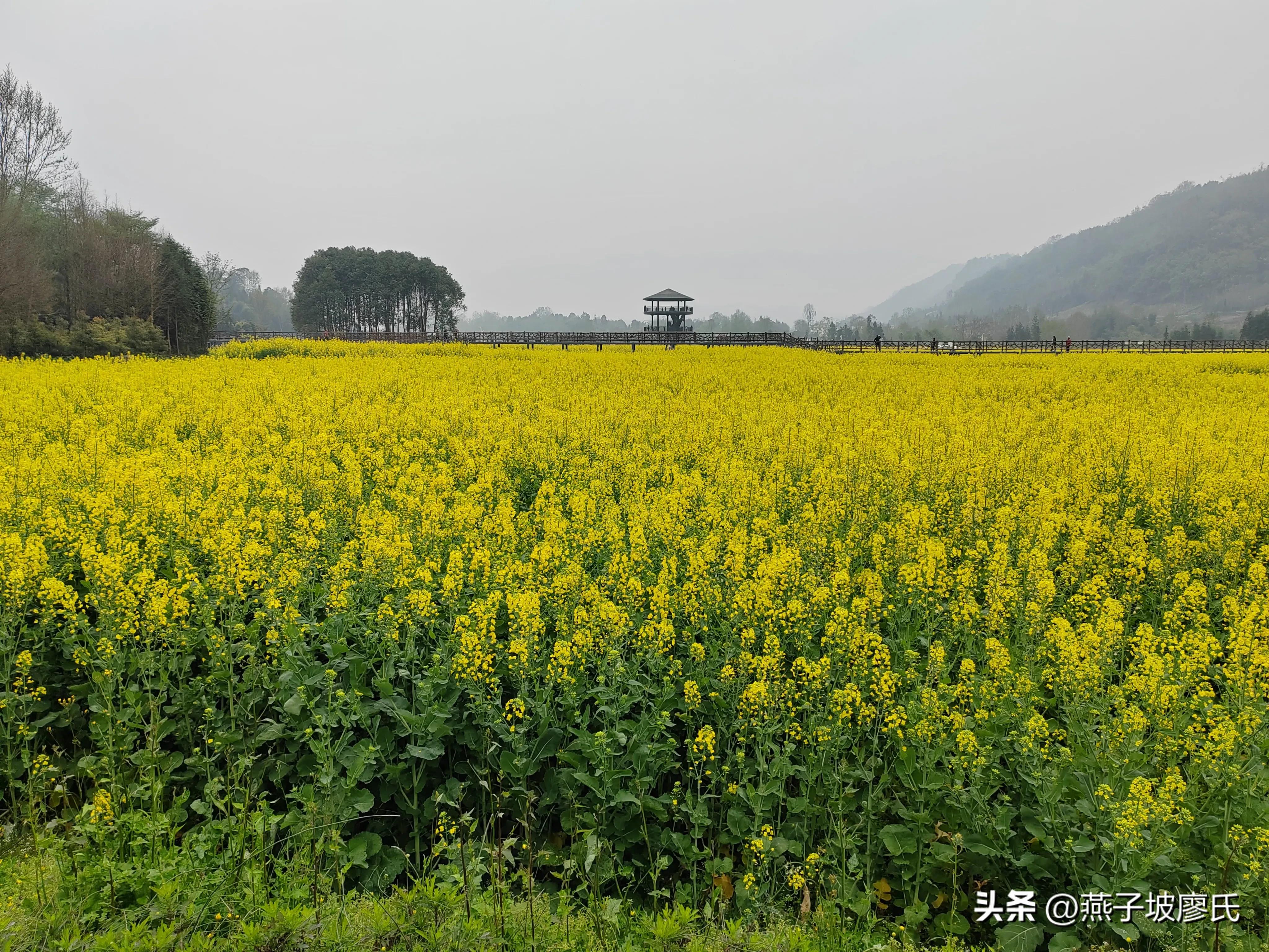 心情舒畅文章,让你心情舒畅的美文