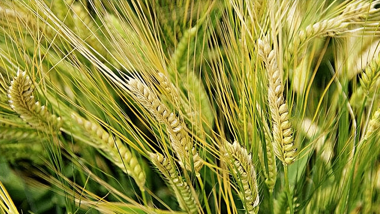 大麦的栽培与管理,大麦栽培技术有哪些