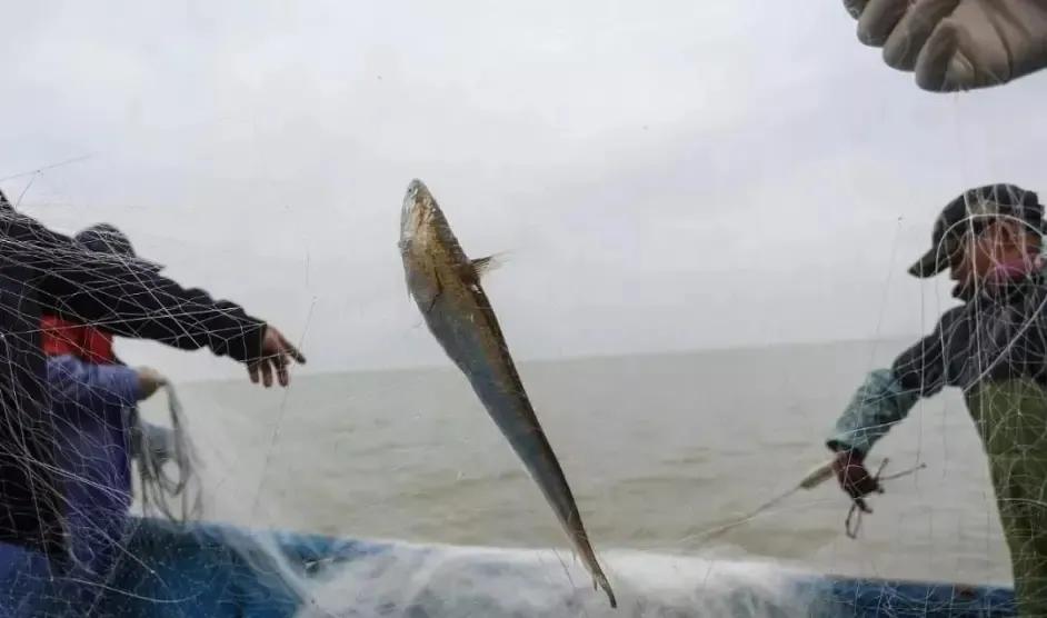 迎接COP15，保护生物多样性丨长江里有什么之“长江第一鲜”刀鱼