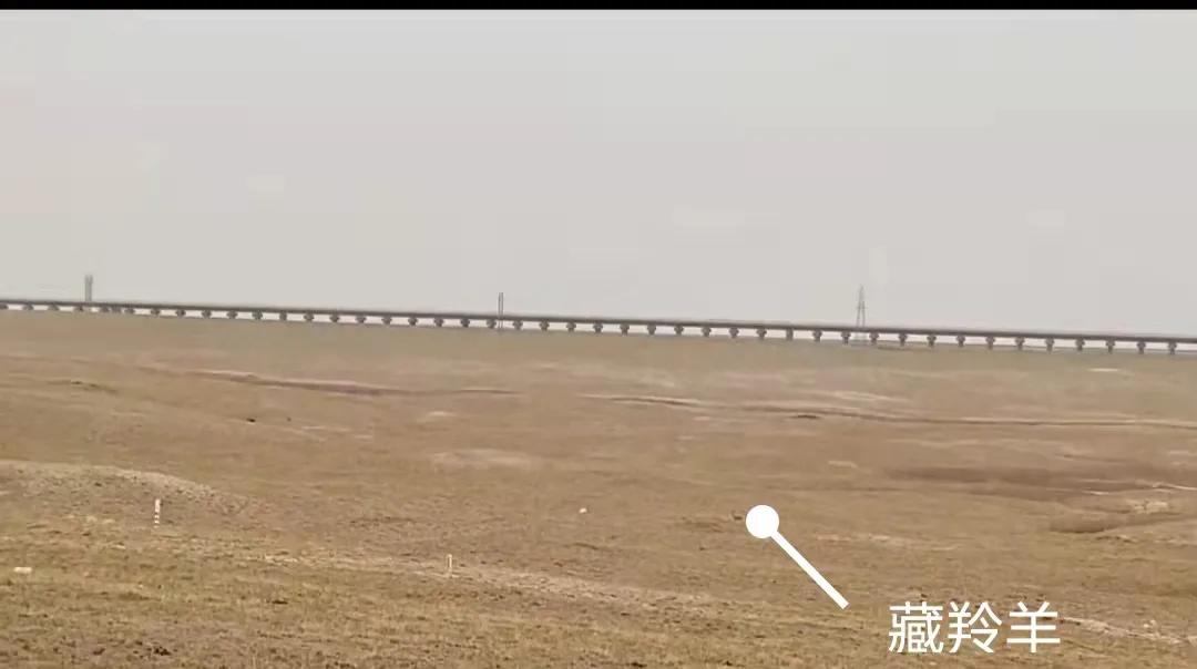 昆仑山口和可可西里自驾游路线,甘青深度游8天可可西里