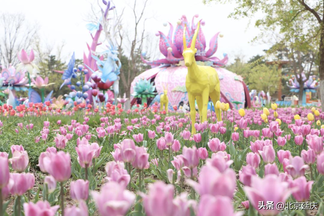 延庆冬奥小镇游玩,北京冬奥延庆观光旅游