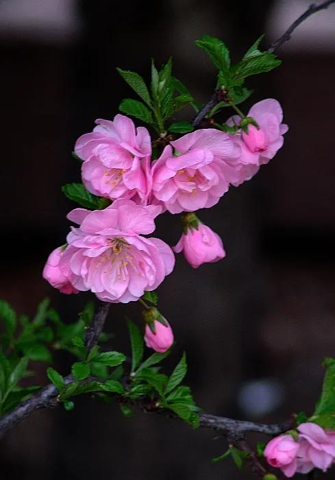 榆叶梅，开花时既见花也见叶，其实不是梅花呢