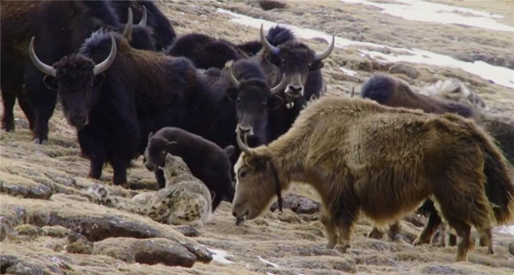 金丝野牦牛是几级保护动物,野牦牛属于国家几级保护动物