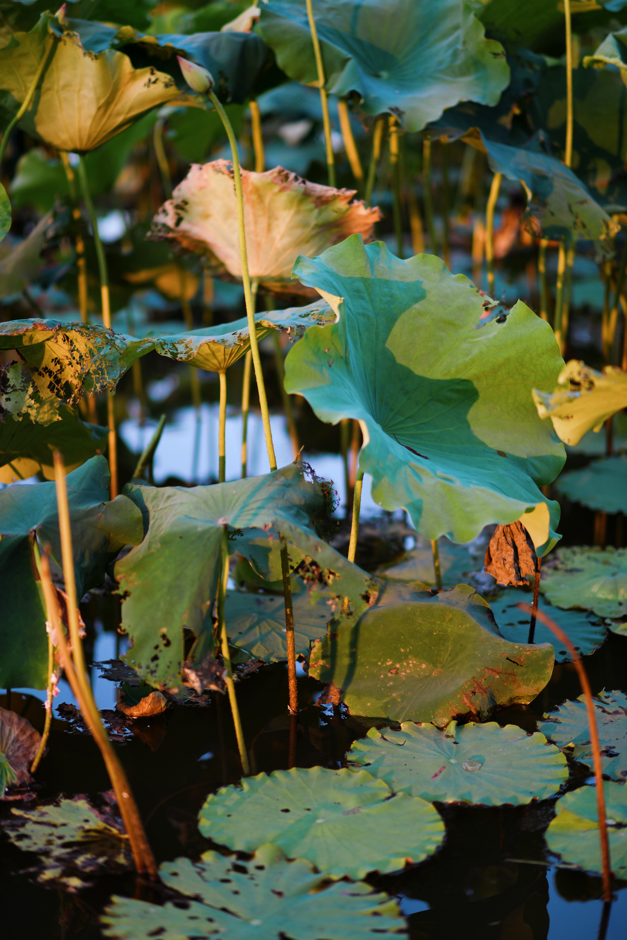 重庆市赏花胜地游玩线路,重庆渝北周边赏花地点推荐