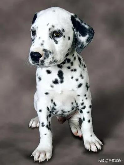 宠物狗应该怎么养详细介绍科普,宠物狗喂养及训练方法有哪些