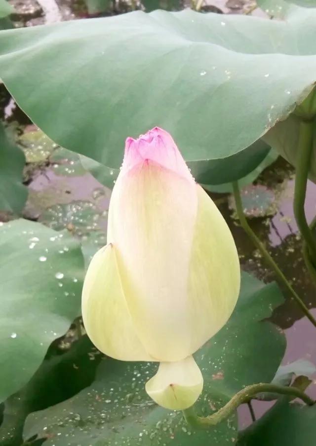 夜赏荷花古诗词,赏荷花诗句古诗大全