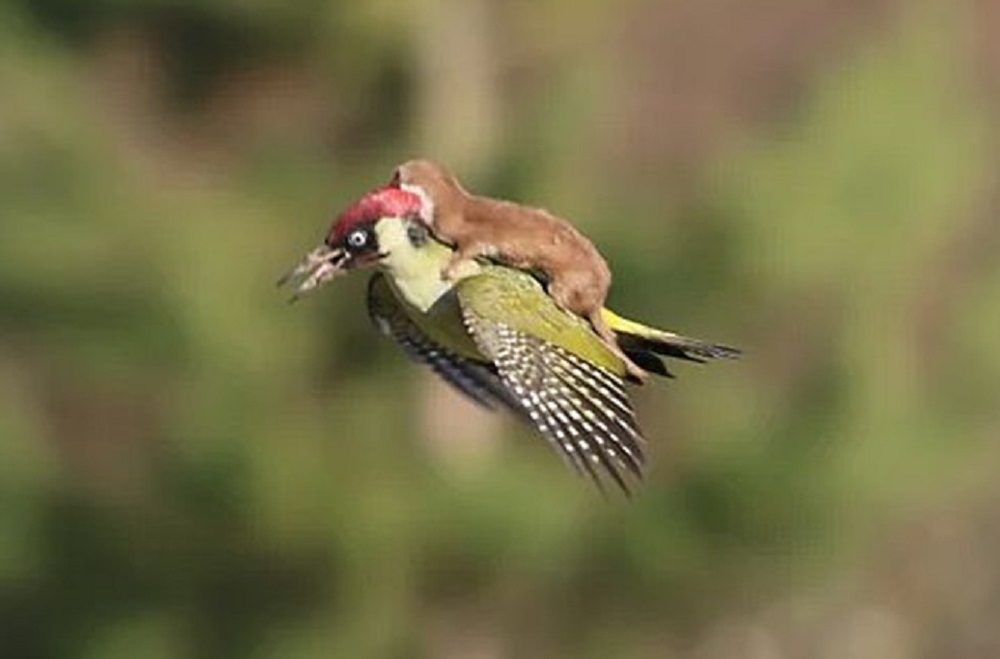 美国女人的收藏品，全美服装比赛上的佳丽，40张照片带你看全球