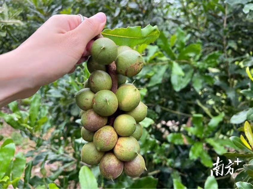 广东夏威夷果种植基地,南宁市夏威夷果种植补贴