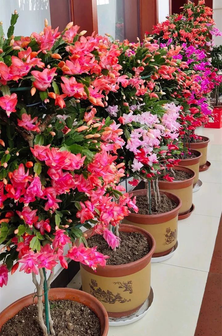 最美最惊艳的仙人掌花,仙人掌奇花图片大全