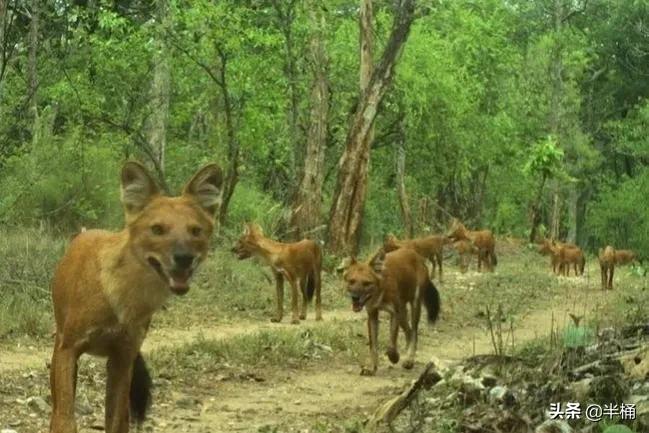 豺狼虎豹为什么豺能够位居第一位,豺狼虎豹里的豺指的是哪种动物
