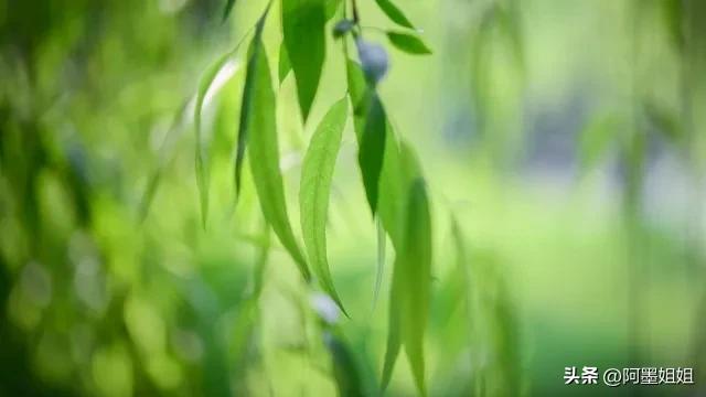 咏柳唐贺知章古诗句子,咏柳唐贺知章古诗词