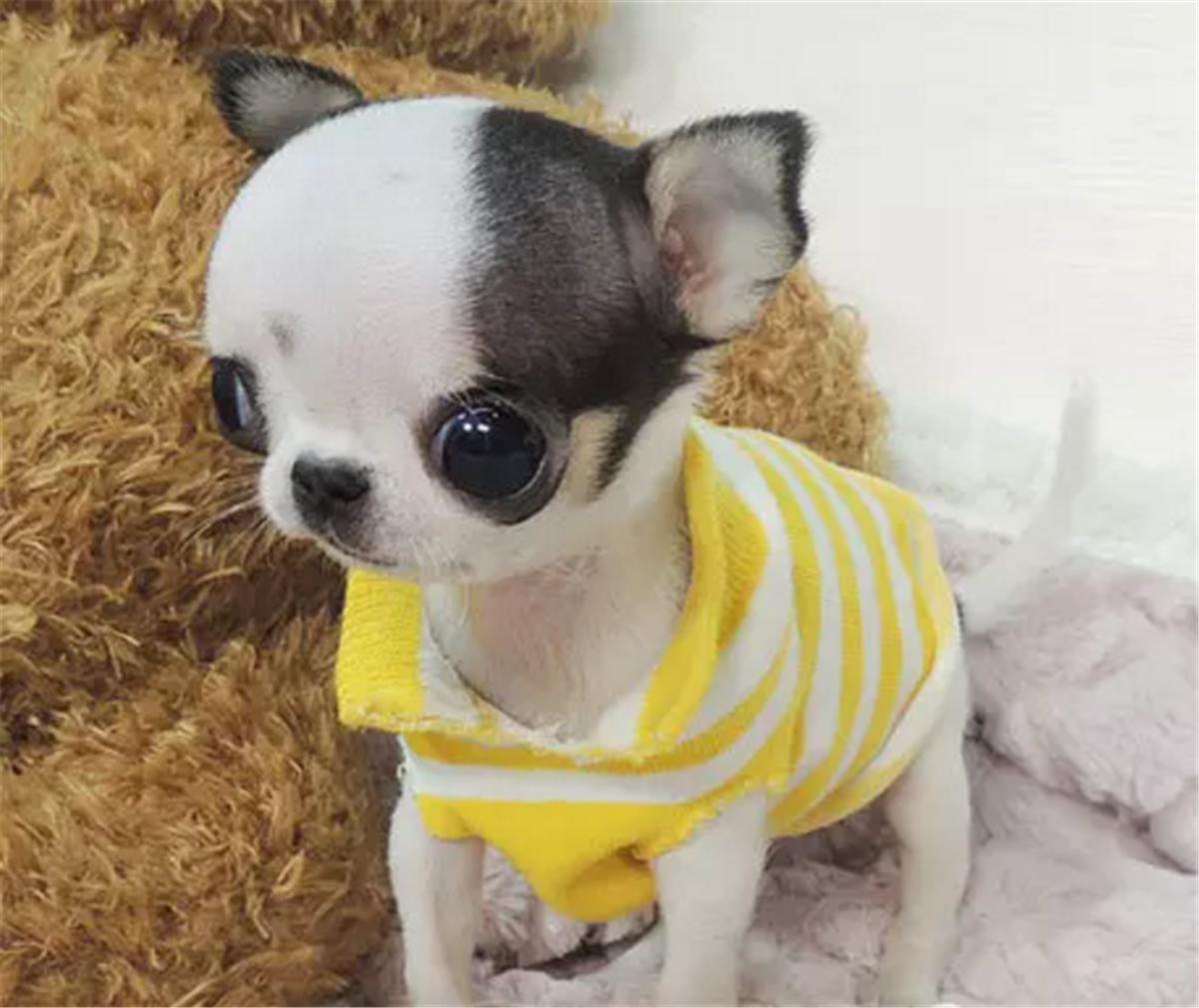 吉娃娃图片价格多少钱一只,吉娃娃多少钱一只很小