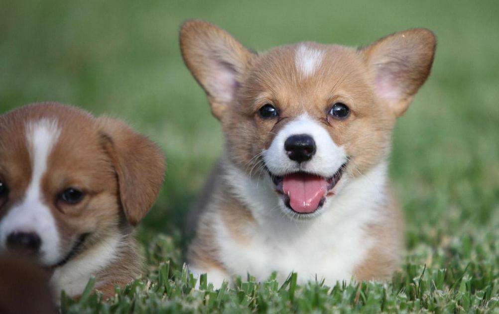 养宠物狗对孩子有好处吗,养宠物的好处和道理